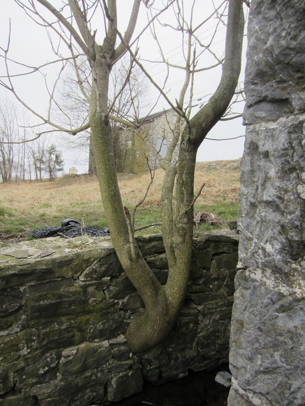 StoneWallTree